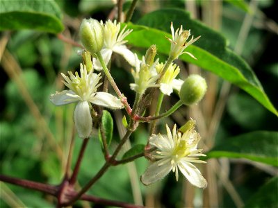Gewöhnliche Waldrebe (Clematis vitalba) am Messplatz in Hockenheim