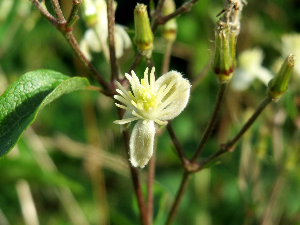 Gewöhnliche Waldrebe (Clematis vitalba) am Messplatz in Hockenheim