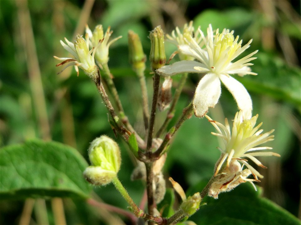 Gewöhnliche Waldrebe (Clematis vitalba) am Messplatz in Hockenheim