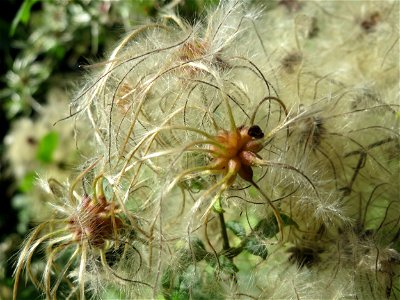 Gewöhnliche Waldrebe (Clematis vitalba) am Rand vom Naturschutzgebiet Wagbachniederung