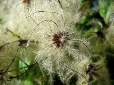Gewöhnliche Waldrebe (Clematis vitalba) am Rand vom Naturschutzgebiet Wagbachniederung