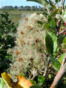 Gewöhnliche Waldrebe (Clematis vitalba) am Rand vom Naturschutzgebiet Wagbachniederung