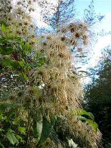 Gewöhnliche Waldrebe (Clematis vitalba) im Landschaftsschutzgebiet Saalbachniederung bei Waghäusel