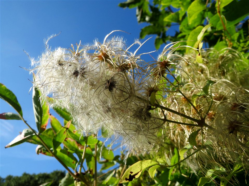 Gewöhnliche Waldrebe (Clematis vitalba) an der Saar in Saarbrücken