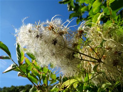 Gewöhnliche Waldrebe (Clematis vitalba) an der Saar in Saarbrücken
