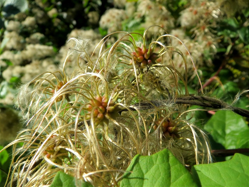 Gewöhnliche Waldrebe (Clematis vitalba) in Sankt Arnual