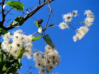Gewöhnliche Waldrebe (Clematis vitalba) in Sankt Arnual