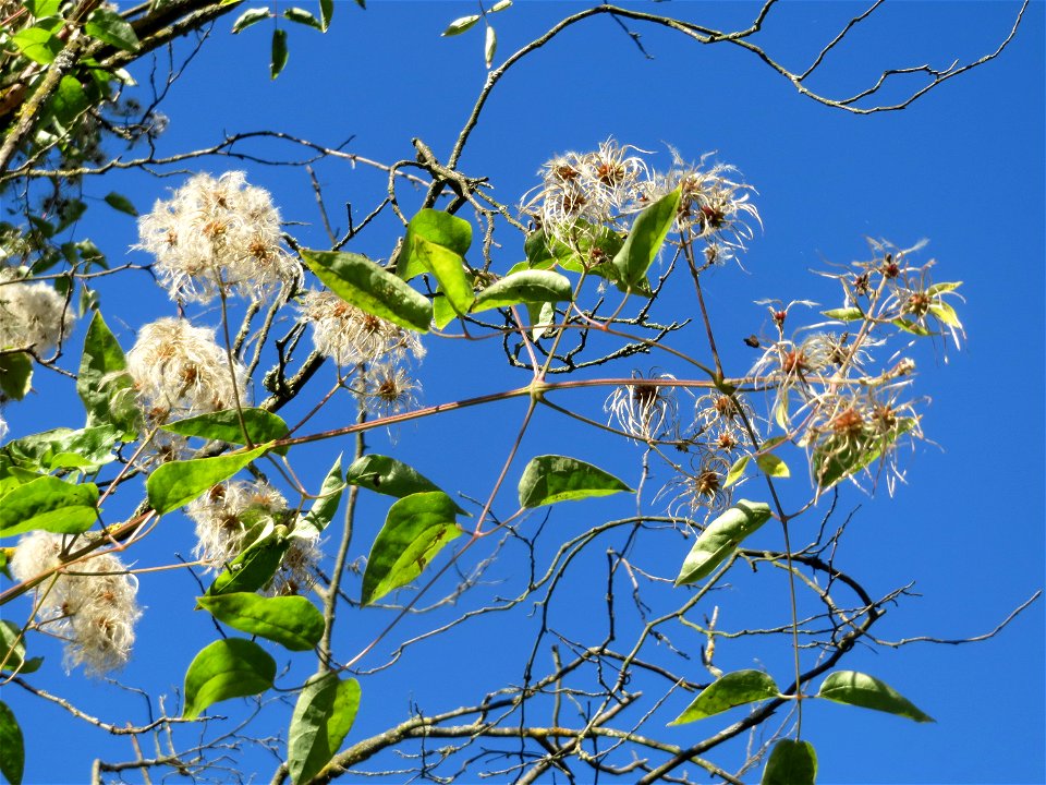 Gewöhnliche Waldrebe (Clematis vitalba) in Sankt Arnual