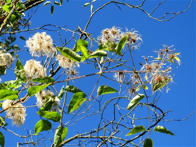 Gewöhnliche Waldrebe (Clematis vitalba) in Sankt Arnual