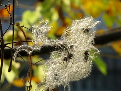 Gewöhnliche Waldrebe (Clematis vitalba) an der Saar in Saarbrücken