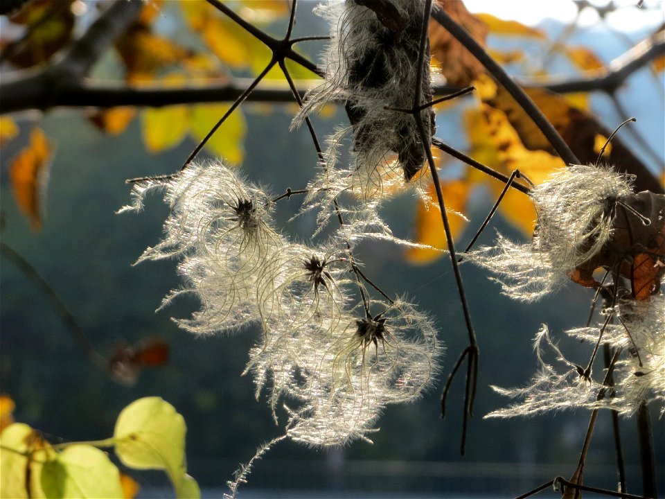 Gewöhnliche Waldrebe (Clematis vitalba) an der Saar in Saarbrücken
