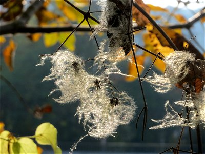 Gewöhnliche Waldrebe (Clematis vitalba) an der Saar in Saarbrücken
