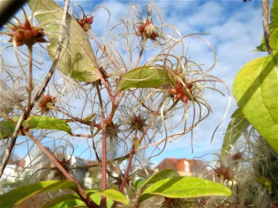Gewöhnliche Waldrebe (Clematis vitalba) in Hockenheim