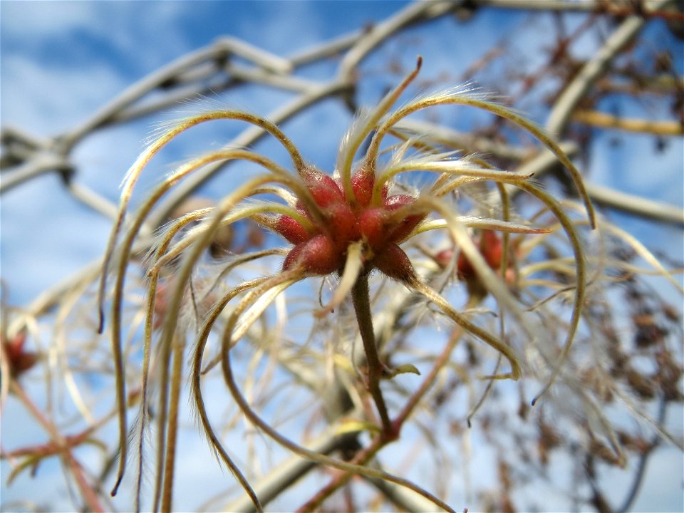 Gewöhnliche Waldrebe (Clematis vitalba) in Hockenheim