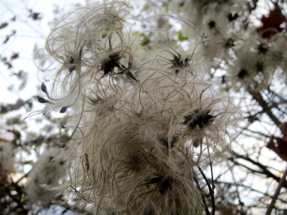 Gewöhnliche Waldrebe (Clematis vitalba) in Hockenheim