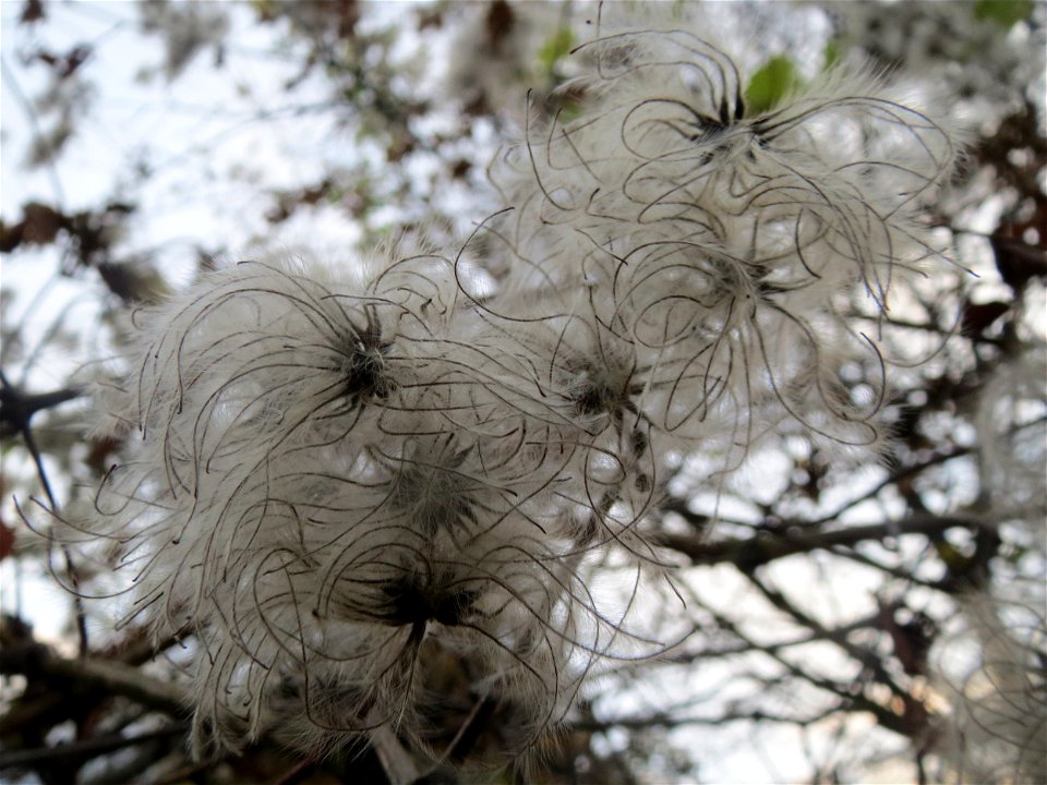 Gewöhnliche Waldrebe (Clematis vitalba) in Hockenheim