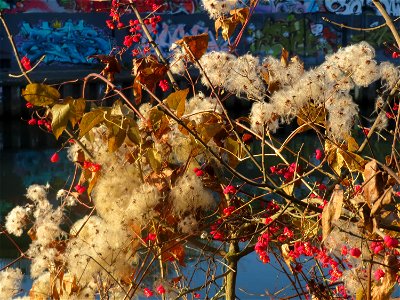 Gewöhnliche Waldrebe (Clematis vitalba) und Pfaffenhütchen (Euonymus europaeus) am Staden in Saarbrücken