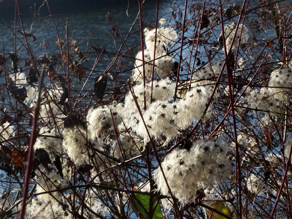 Gewöhnliche Waldrebe (Clematis vitalba) an der Saar in Saarbrücken