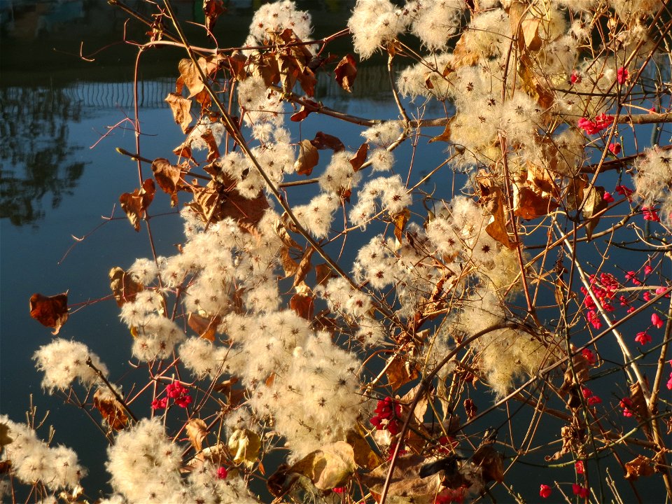 Gewöhnliche Waldrebe (Clematis vitalba) und Pfaffenhütchen (Euonymus europaeus) am Staden in Saarbrücken