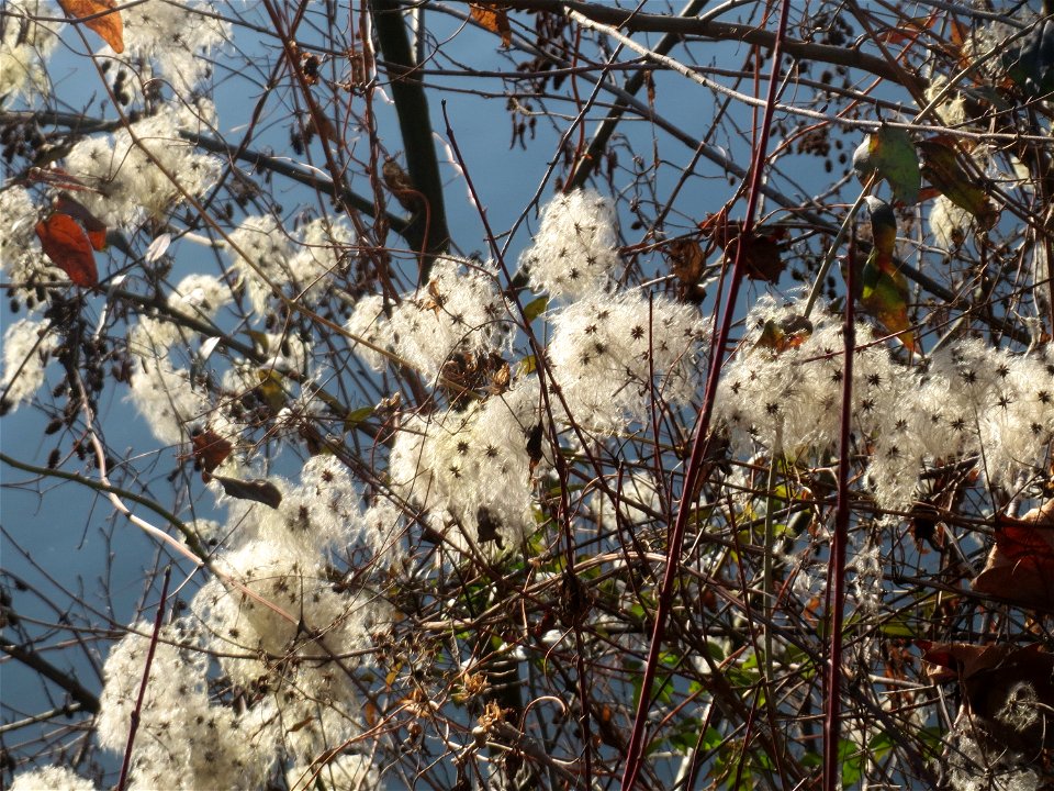 Gewöhnliche Waldrebe (Clematis vitalba) an der Saar in Saarbrücken
