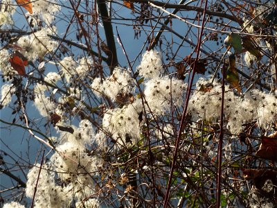 Gewöhnliche Waldrebe (Clematis vitalba) an der Saar in Saarbrücken