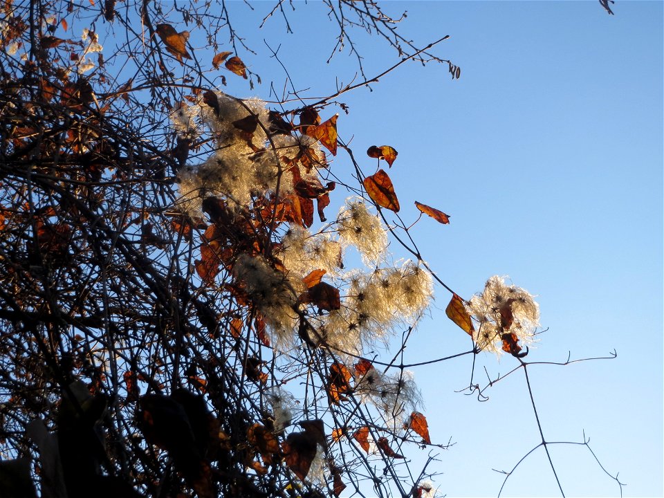 Gewöhnliche Waldrebe (Clematis vitalba) in Sankt Arnual