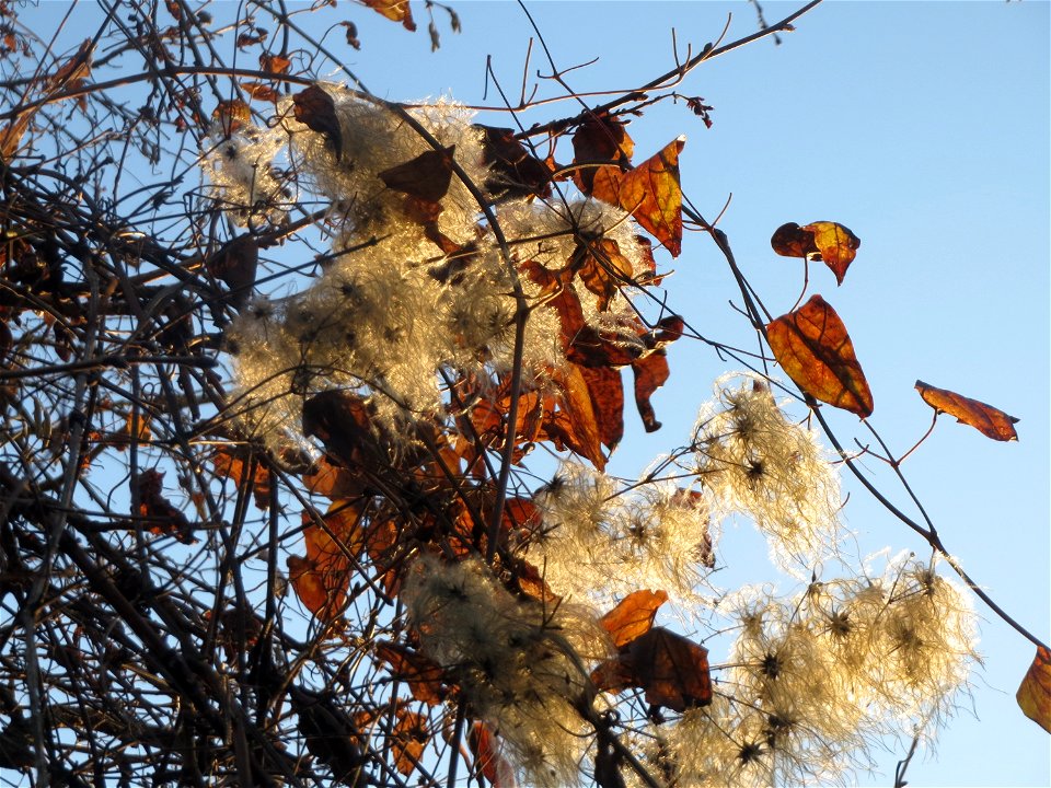 Gewöhnliche Waldrebe (Clematis vitalba) in Sankt Arnual