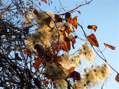 Gewöhnliche Waldrebe (Clematis vitalba) in Sankt Arnual