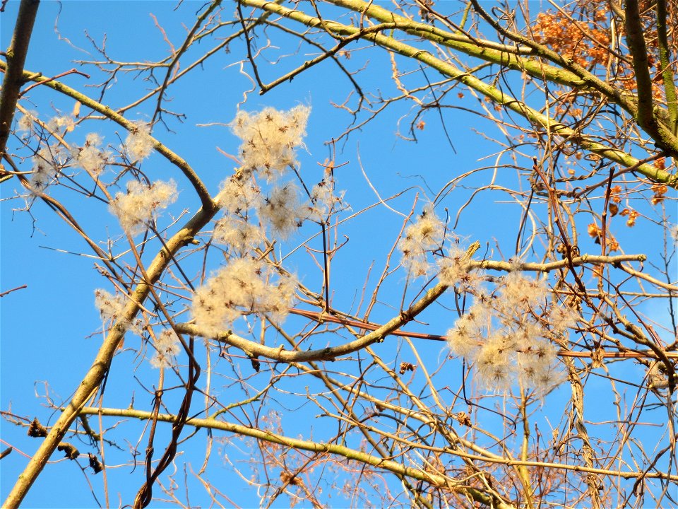 Gewöhnliche Waldrebe (Clematis vitalba) in Hockenheim