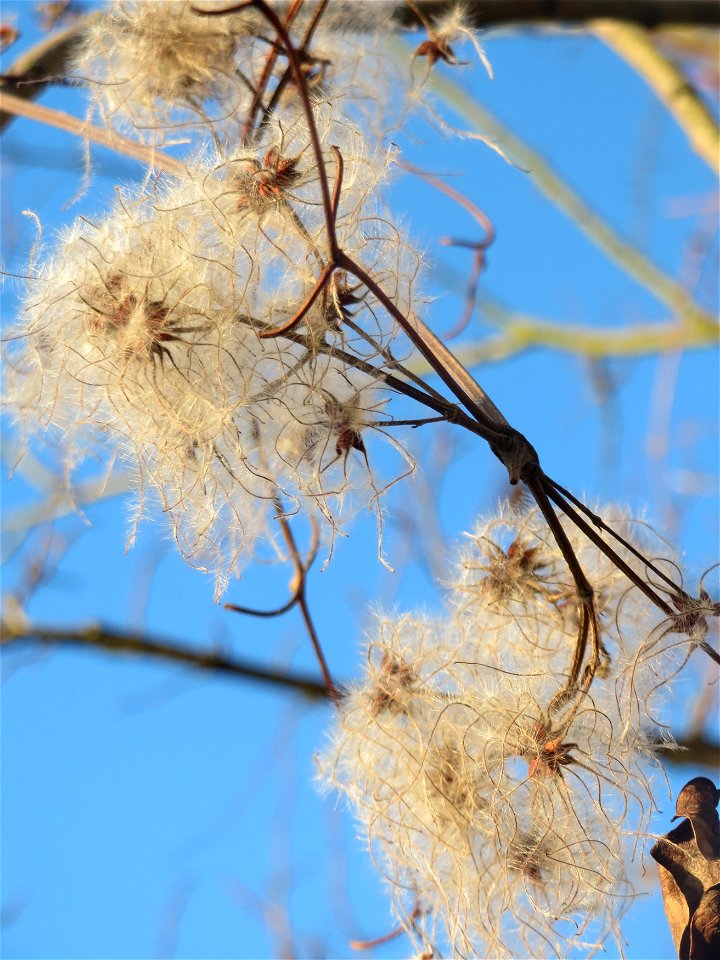 Gewöhnliche Waldrebe (Clematis vitalba) in Hockenheim