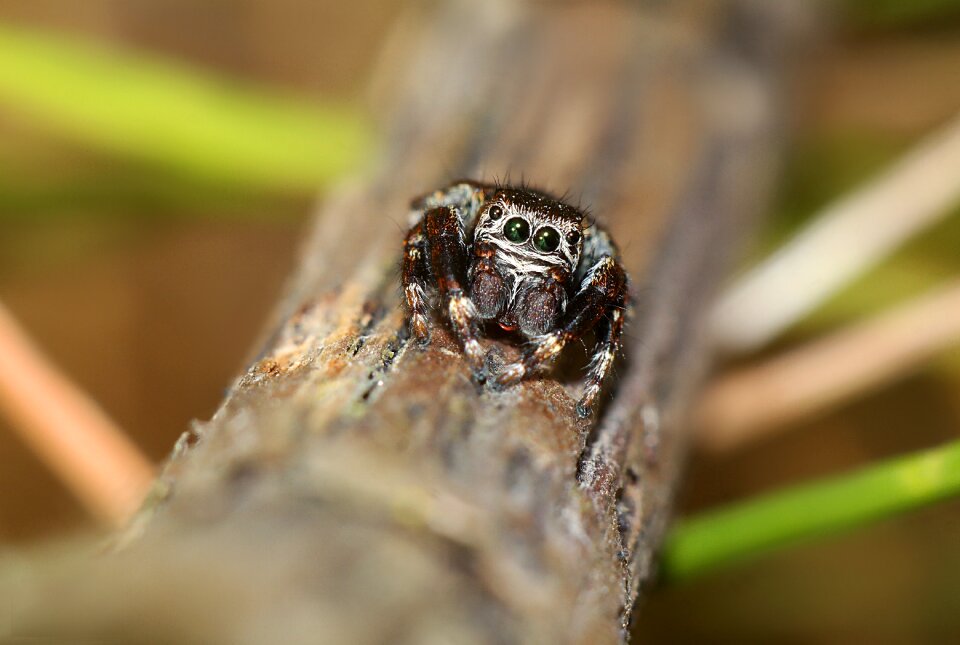 Macro spider arachnid