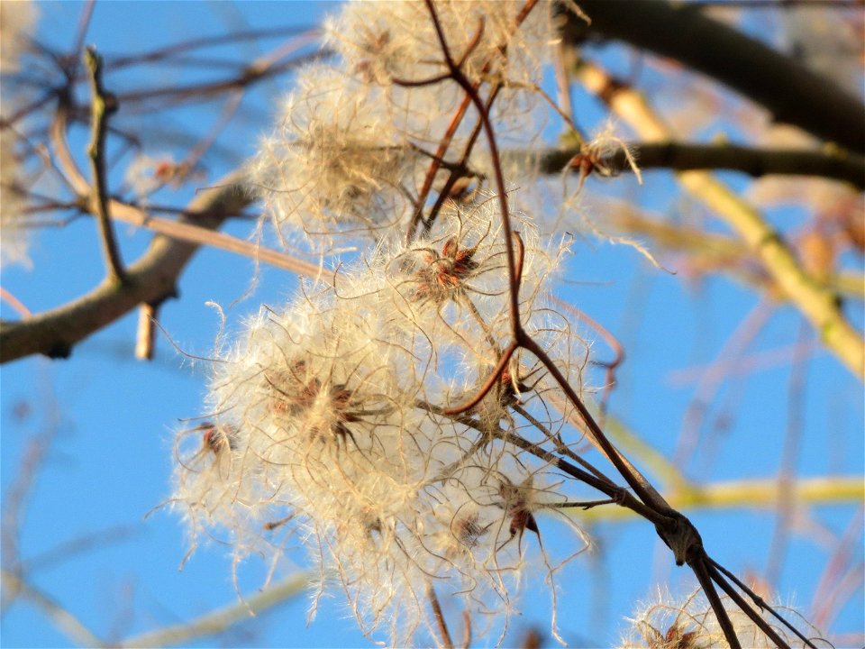 Gewöhnliche Waldrebe (Clematis vitalba) in Hockenheim