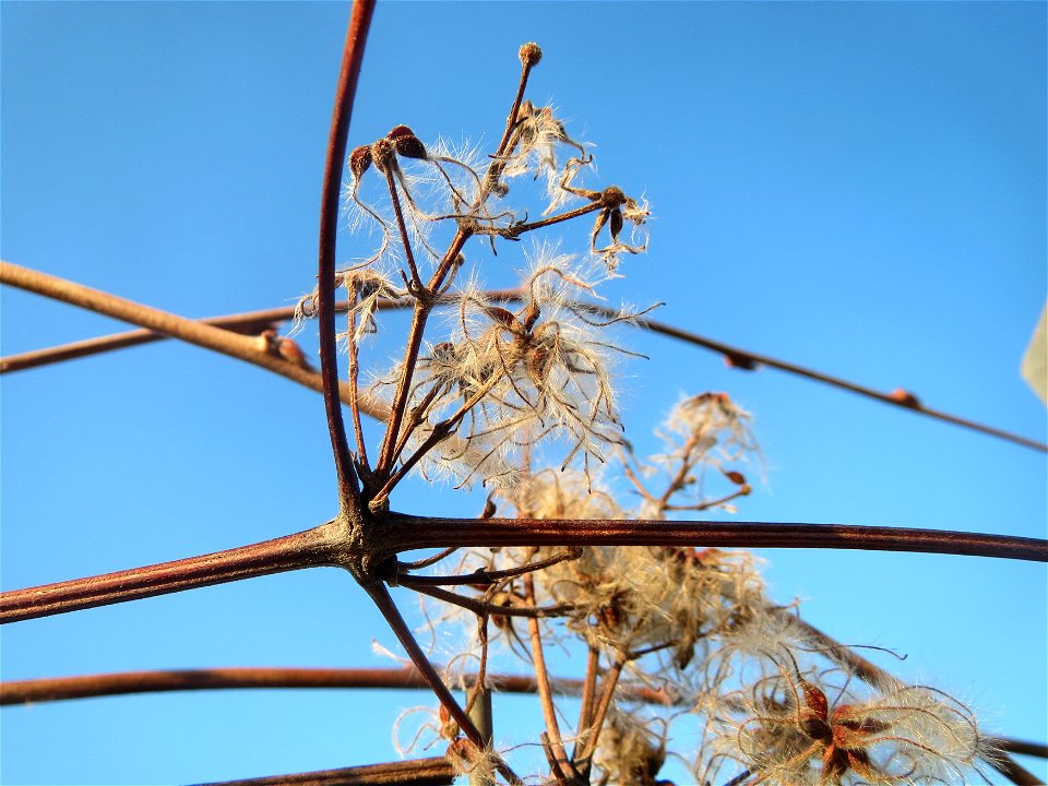 Gewöhnliche Waldrebe (Clematis vitalba) in Hockenheim