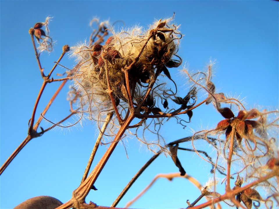 Gewöhnliche Waldrebe (Clematis vitalba) in Hockenheim