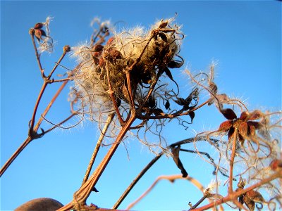 Gewöhnliche Waldrebe (Clematis vitalba) in Hockenheim