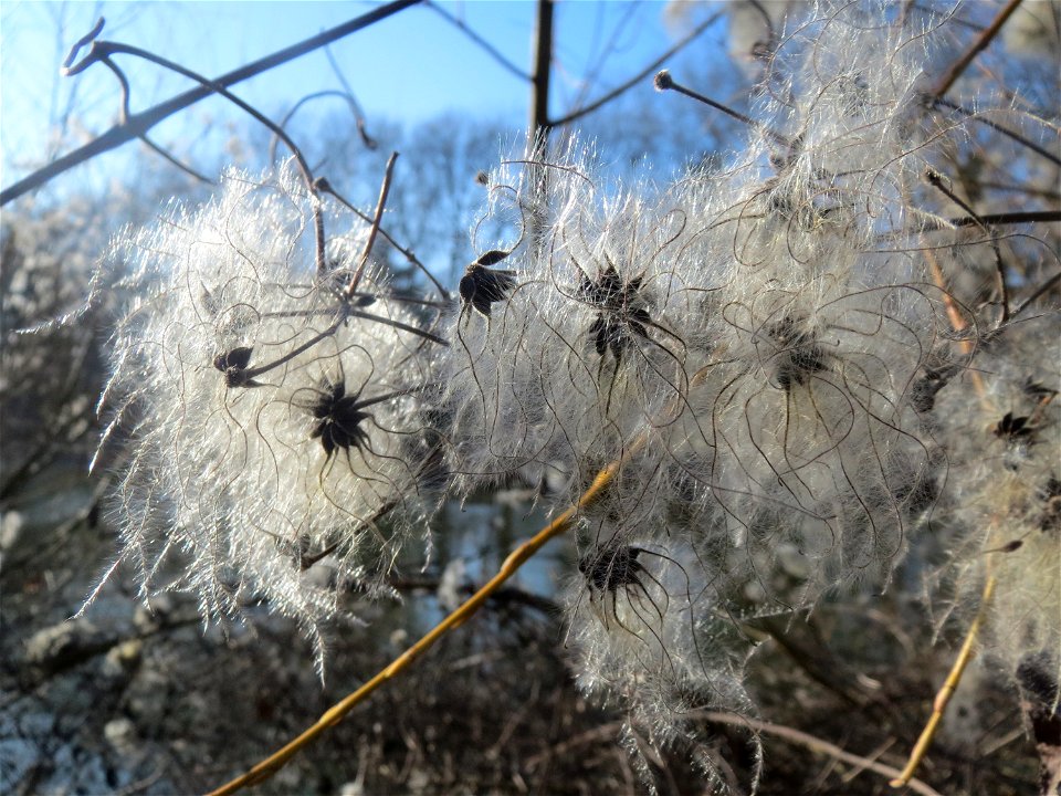 Gewöhnliche Waldrebe (Clematis vitalba) an der Saar in Saarbrücken