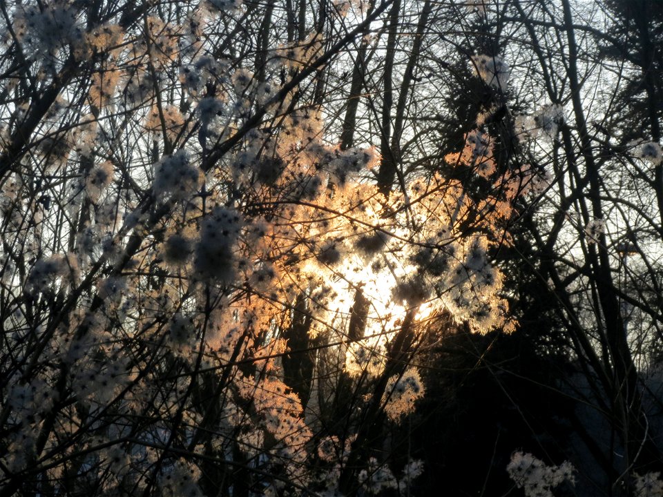 Gewöhnliche Waldrebe (Clematis vitalba) an der Saar in Saarbrücken