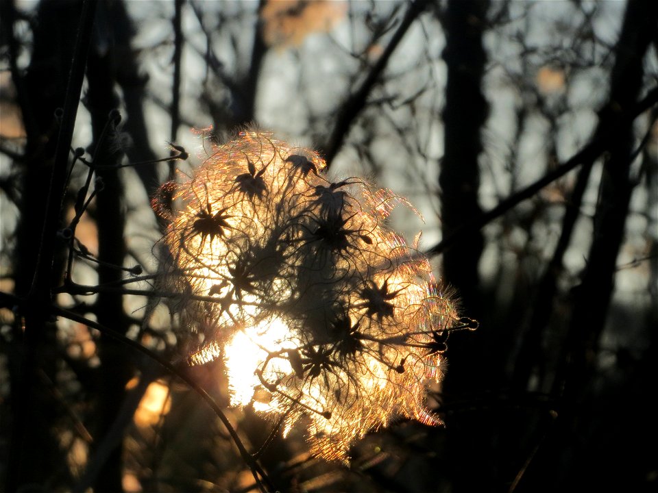 Gewöhnliche Waldrebe (Clematis vitalba) an der Saar in Saarbrücken