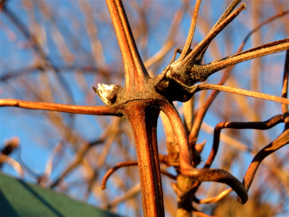 Stängel und Knospenansätze der Gewöhnlichen Waldrebe (Clematis vitalba) im Landesgartenschaupark Hockenheim