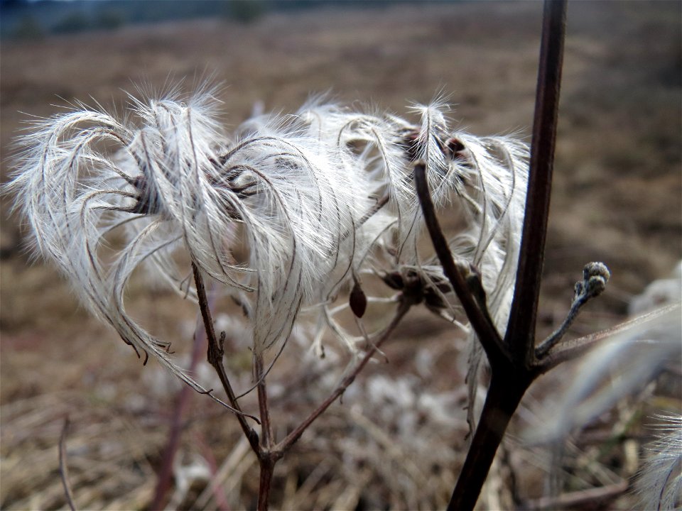 Gewöhnliche Waldrebe (Clematis vitalba) im Naturschutzgebiet "St. Arnualer Wiesen"