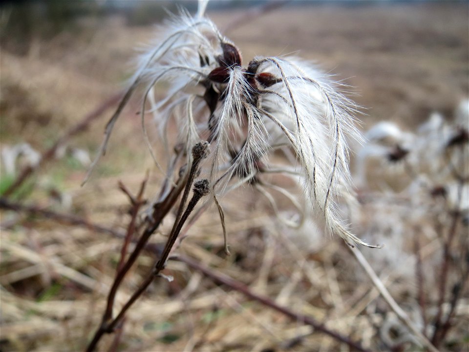 Gewöhnliche Waldrebe (Clematis vitalba) im Naturschutzgebiet "St. Arnualer Wiesen"