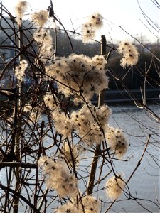 Gewöhnliche Waldrebe (Clematis vitalba) an der Saar in Saarbrücken