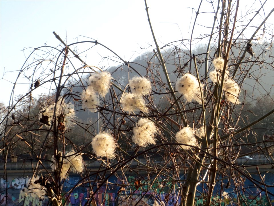 Gewöhnliche Waldrebe (Clematis vitalba) an der Saar in Saarbrücken
