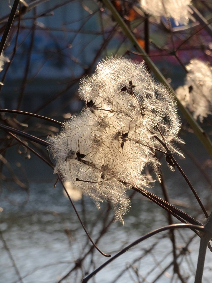 Gewöhnliche Waldrebe (Clematis vitalba) an der Saar in Saarbrücken