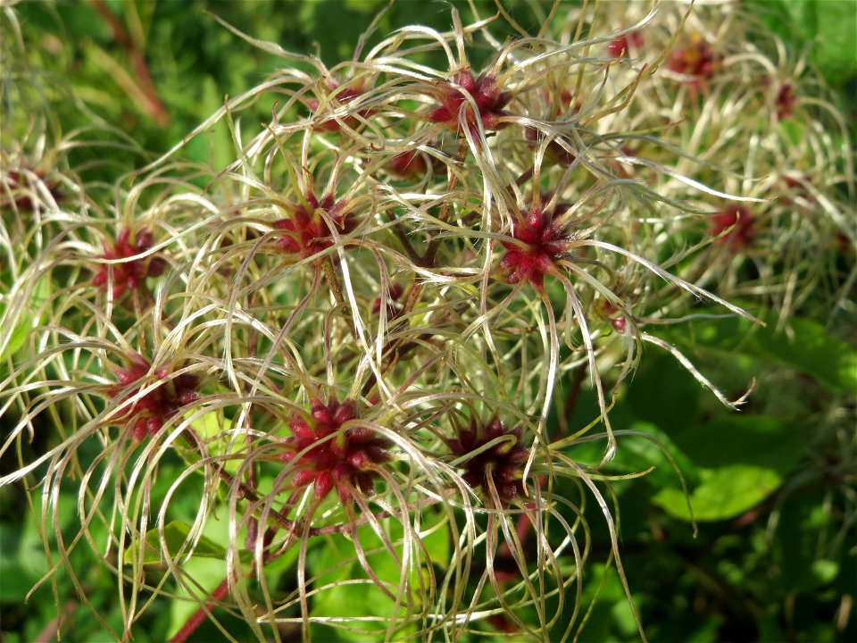 Gewöhnliche Waldrebe (Clematis vitalba) in den Sankt Arnual Wiesen gegenüber vom Osthafen Saarbrücken (Außerhalb vom NSG)