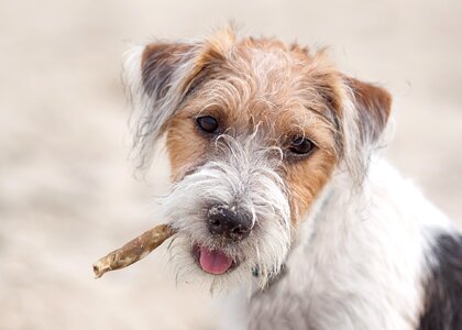 Russel jack russel nature