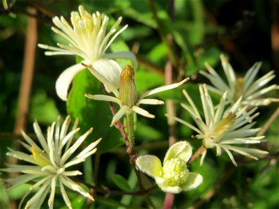 Gewöhnliche Waldrebe (Clematis vitalba) in den Sankt Arnual Wiesen gegenüber vom Osthafen Saarbrücken (Außerhalb vom NSG)