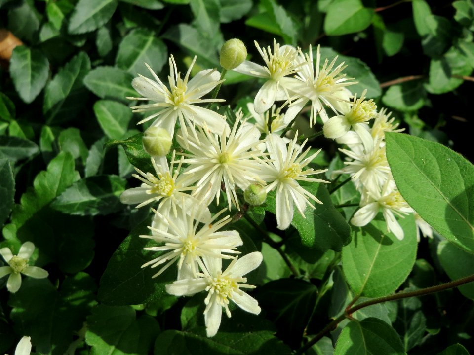 Blühende Gewöhnliche Waldrebe (Clematis vitalba) in Hockenheim