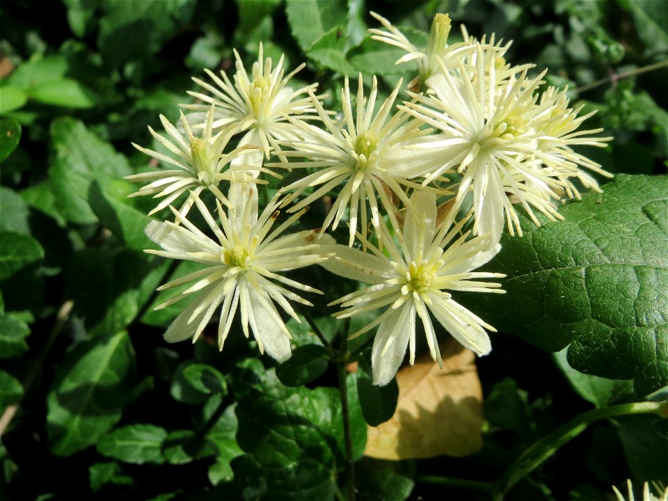Blühende Gewöhnliche Waldrebe (Clematis vitalba) in Hockenheim
