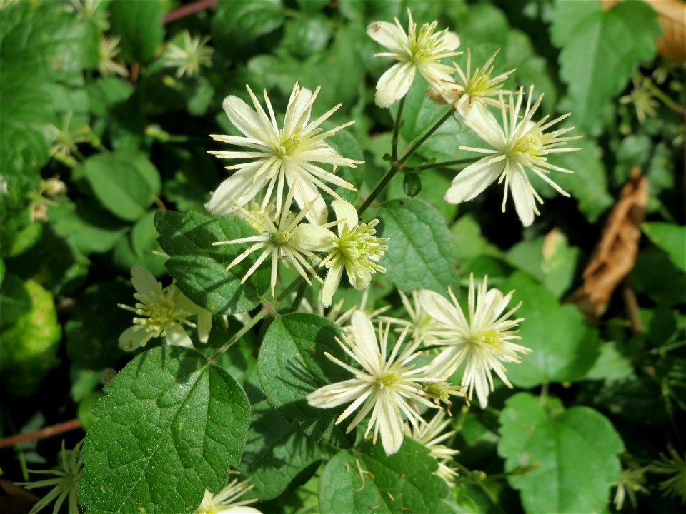 Blühende Gewöhnliche Waldrebe (Clematis vitalba) in Hockenheim